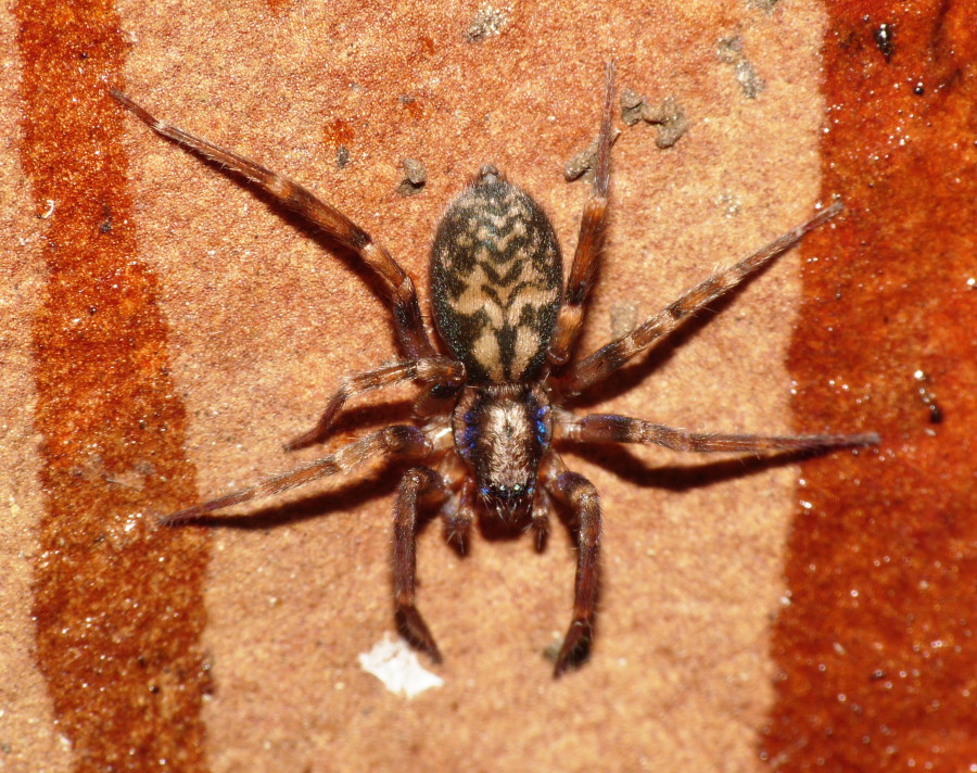 Liocranum sp.